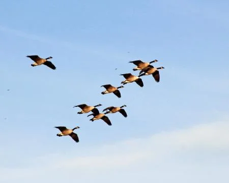 Geese on sky Stock Photos