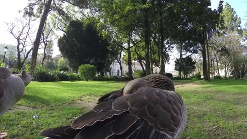 Geese sleep in the garden Stock Footage 73598171