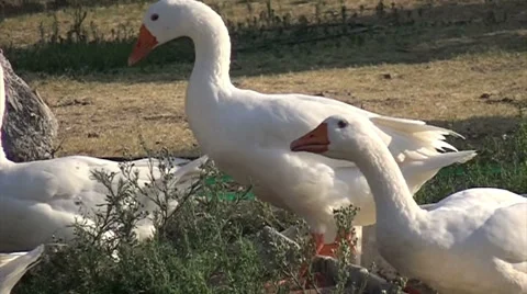 Geese in Slow Motion Stock Footage 40793429