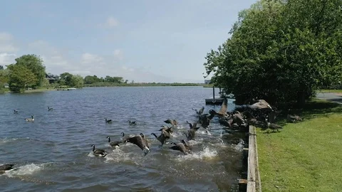 Geese in slow motion in the hamptons Vídeos de archivo 115756899