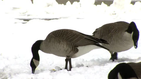 Geese in Snow Stock Footage 22633254