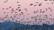 Geese, Snow Geese, Birds, Flying Stock Footage