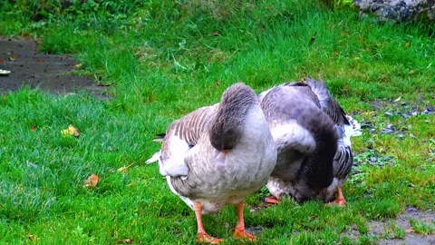 Geese stand on the grass and clean their feathers Stock Footage 233729608