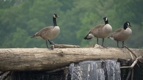 Geese stand on a log atop a dam 4K Видео 107786366