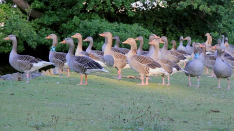 Geese Standing in the Evening Video stock 39319362