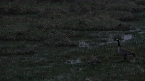 Geese Standing in a field Stock Footage 60951100
