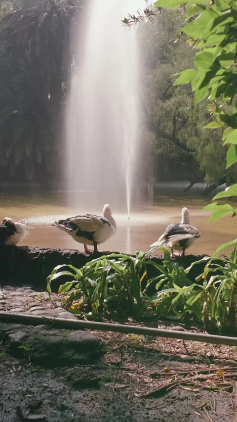 Geese standing in front of a pond Vídeos de archivo 343894558