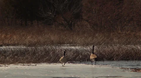 Geese Standing on Ice Video stock 22825317