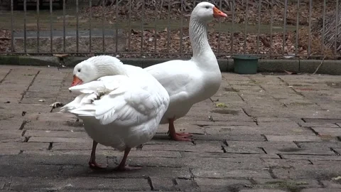 Geese on stone ground 動画素材 328510713