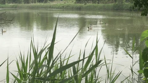 Geese in Stream Stock Footage 76966917
