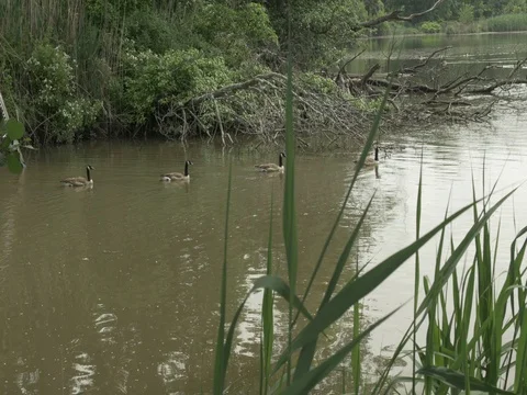 Geese in Stream Stock Footage 76985491