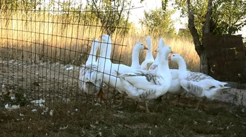 Geese on a street Stock Footage 8947762