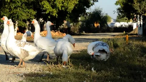 Geese on a street Vídeos de archivo 8947798