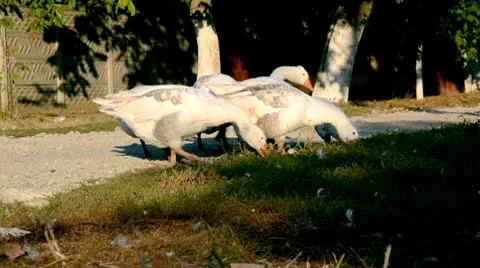 Geese on a street 스톡 동영상 8947814