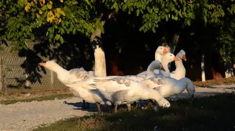 Geese on a street 스톡 동영상 8947830