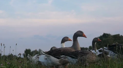 Geese Strolling in Grass Stock Footage 40661001