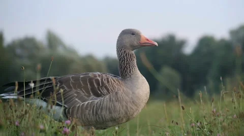 Geese Strolling in Grass Stock Footage 40661270