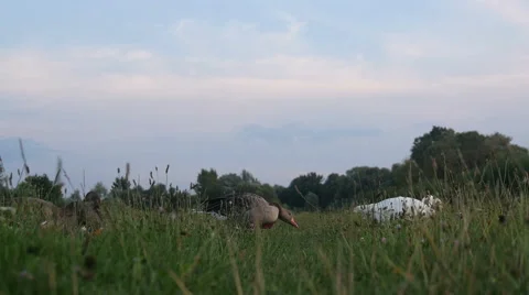 Geese Strolling in Grass Stock Footage 40661401