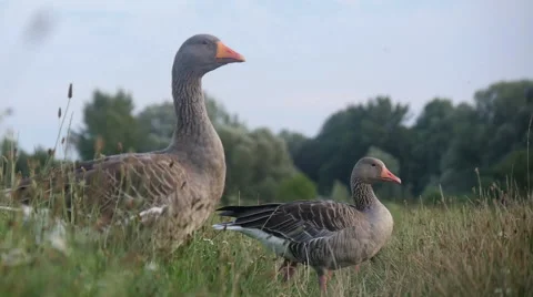 Geese Strolling in Grass Stock Footage 40661557
