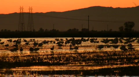 Geese at sunset Stock Footage 306195