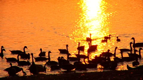 Geese at Sunset Video stock 1065871