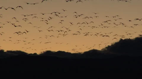 Geese at Sunset Stock Footage 54735127