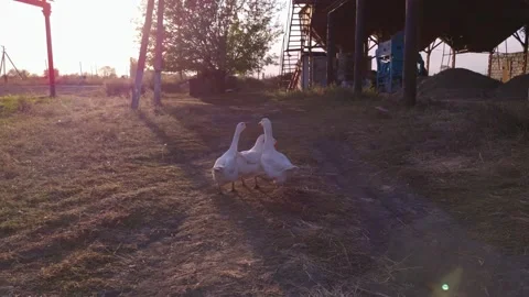 Geese At Sunset Stock Footage 164957617