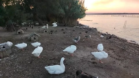 Geese at Sunset Stock Footage 253037757