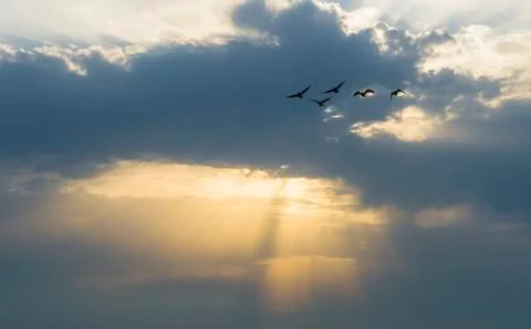 Geese at sunset Stock Photos