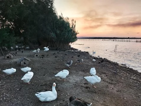 Geese at sunset Stock Photos