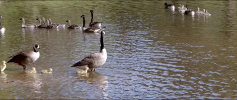 Geese Swim Stock Footage 195918633