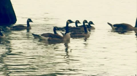 Geese swim at sunset Stock-Footage 11130604