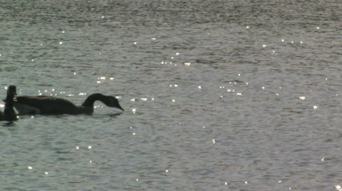 Geese Swimming Stock Footage 281528
