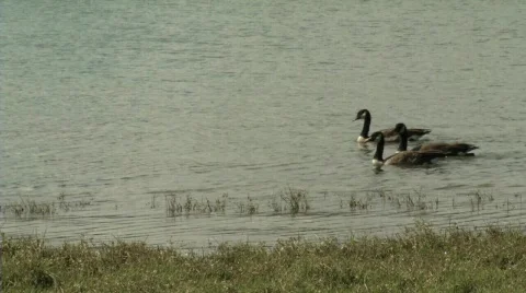 Geese Swimming Video stock 537201