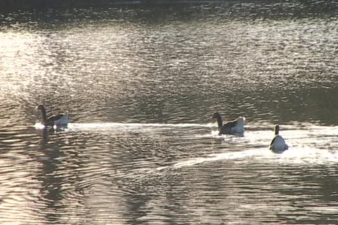 Geese Swimming Stock Footage 841638