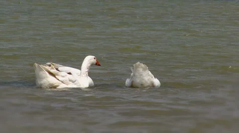Geese swimming Stock Footage 5705911