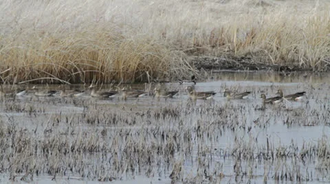 Geese swimming Stock-Footage 25625526