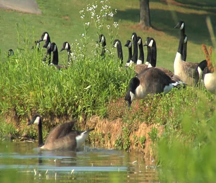 Geese Swimming Видео 38907667