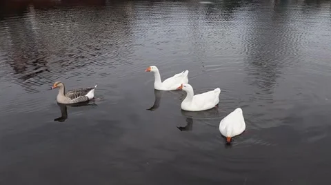 Geese swimming Stock Footage 50992708