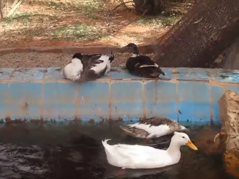 GEESE SWIMMING Stock Footage 140821488