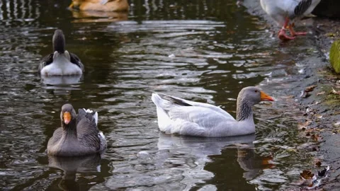 Geese swimming Stock Footage 146078101