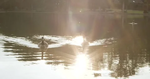 Geese Swimming on Pond during Sunset Stock Footage