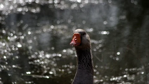 Geese swimming in a pond Stock Footage 129111479