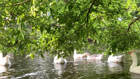 Geese swimming pond under tree Stock Footage 119985355