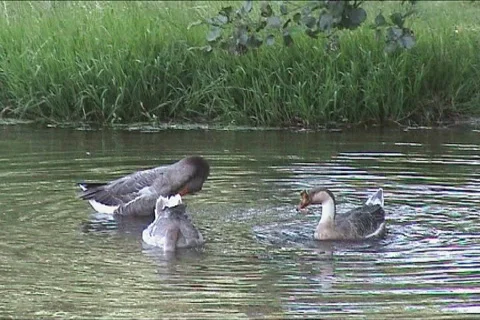 Geese swimming in the river Stock Footage 109592