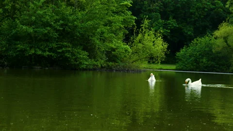 Geese swimming with a runner in the background Stockbeeldmateriaal 155579955