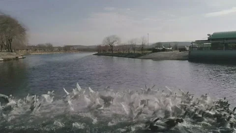 Geese swimming, strolling on the river during sunset, aerial footage Stock Footage 143960864