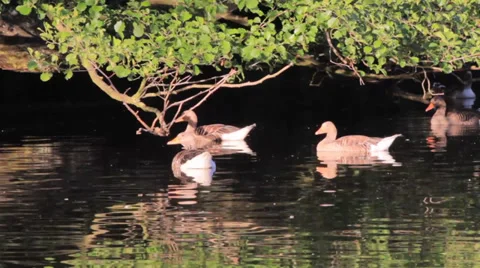 Geese Swimming Under a Tree Video stock 39320475