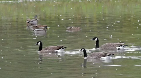 Geese Swimming.mp4 Vidéo 863587