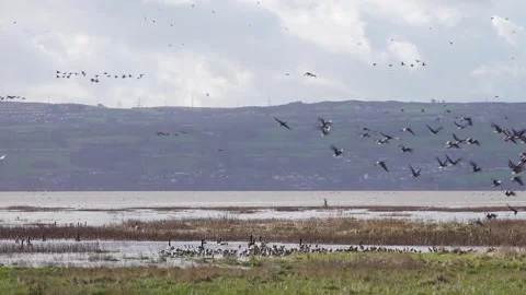 Geese take off, Dee Estuary, Parkgate, Cheshire, England Stock Footage 282916400